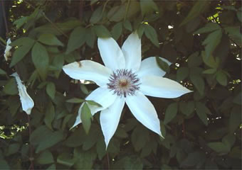 カザグルマ（Clematis patens）の自生地選抜系のひとつ