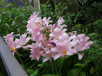 ナツズイセン（Lycoris squamigera）