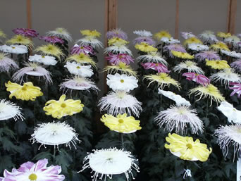 管物菊と一文字菊を組み合わせた花壇