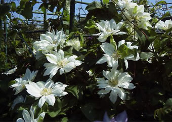 カザグルマの八重咲き品種'ユキオコシ'