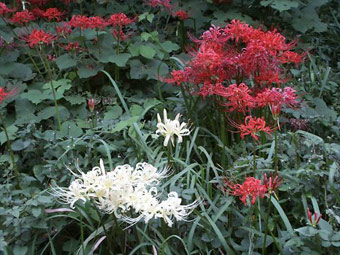 ヒガンバナ（Lycoris radiata）とシロバナヒガンバナ（Lycoris albiflora）