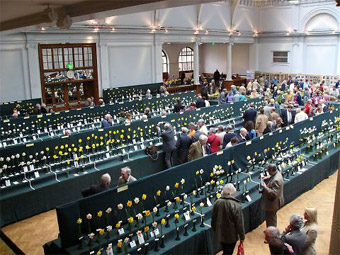 英国王立園芸協会のホールで開かれるスイセンの品評会