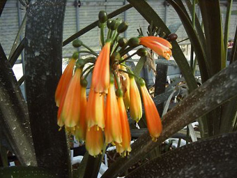 本来のクンシラン（Clivia nobilis）