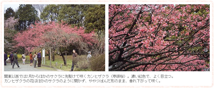 関東以西では2月からほかのサクラに先駆けて咲くカンヒザクラ（寒緋桜）