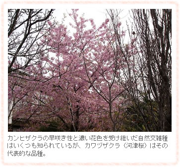 カワヅザクラ（河津桜）