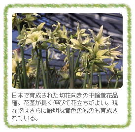 日本で育成された切花向きの中輪黄花品種