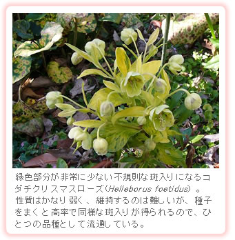 緑色部分が非常に少ない不規則な班入りになるコダチクリスマスローズ（Helleborus foetidus）