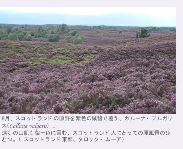 スコットランドの原野を紫色のじゅうたんで覆う、カルーナ・ブルガリス