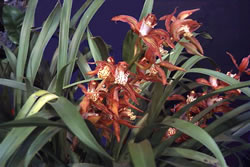 シンビジウム・トレイシアヌム(Cymbidium tracyamm)