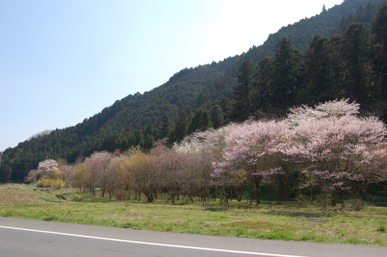 写真5　4月1日の写真。ヤマザクラ　シダレザクラ　トサミズキが五分咲きを超えている。手前の草地の緑を吹き返している。黄色く見えるのはサンシュの木