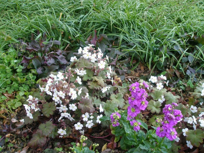 写真8　プリムラ プラエニテンスの銅色がかった濃緑花や後ろのペイステモン　ハスカーレッドの紫葉との組み合わせが白い花をより引き立ている。