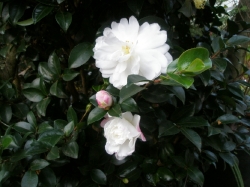 白花のサザンカの花