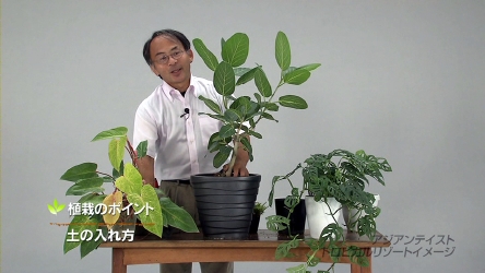 植栽のポイントの一つは土の入れ方