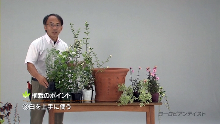 植栽のポイントの一つ:白を上手に使う