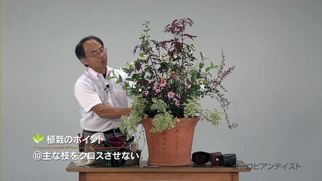 植栽のポイントの一つ：主な枝をクロスサせない