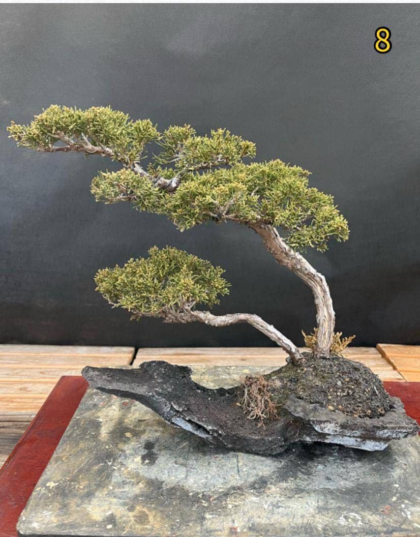 【08】 真柏石付き 樹齢約30年/ 縦60 横60